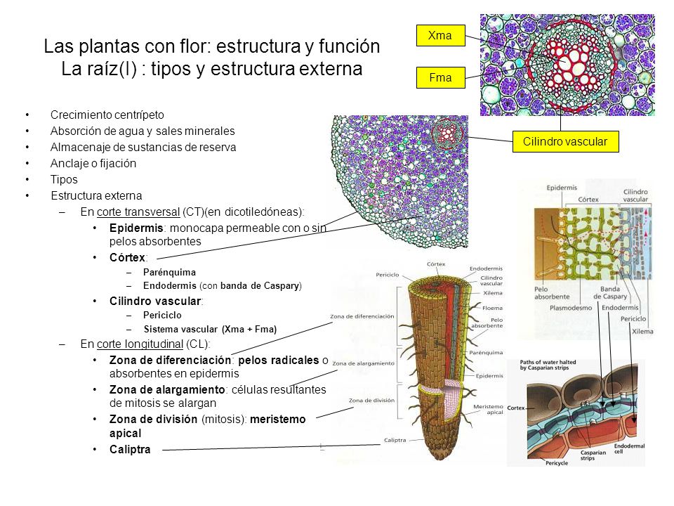 Las plantas con flor: estructura y función La raíz(I) : tipos y estructura externa