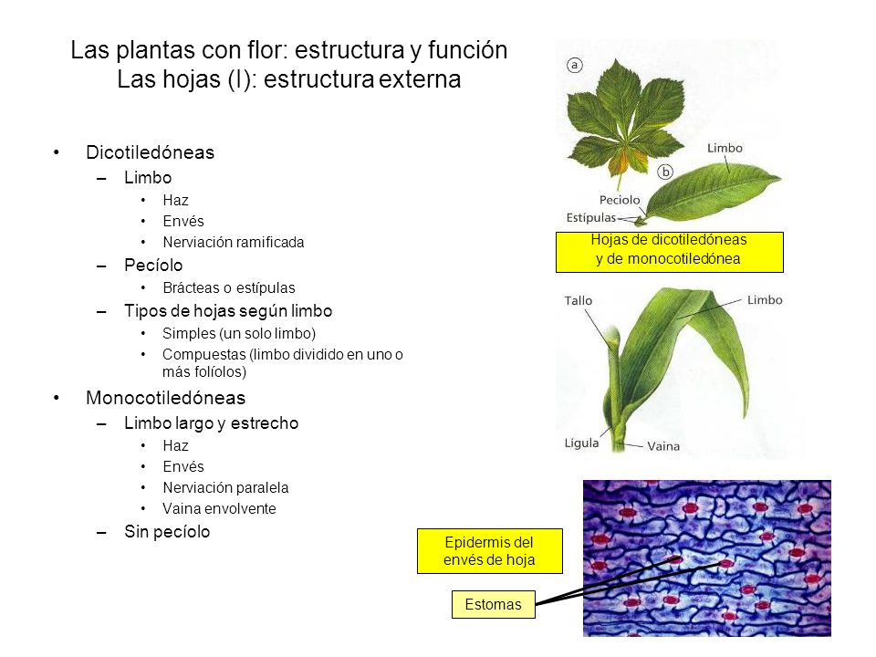 Las plantas con flor: estructura y función Las hojas (I): estructura externa