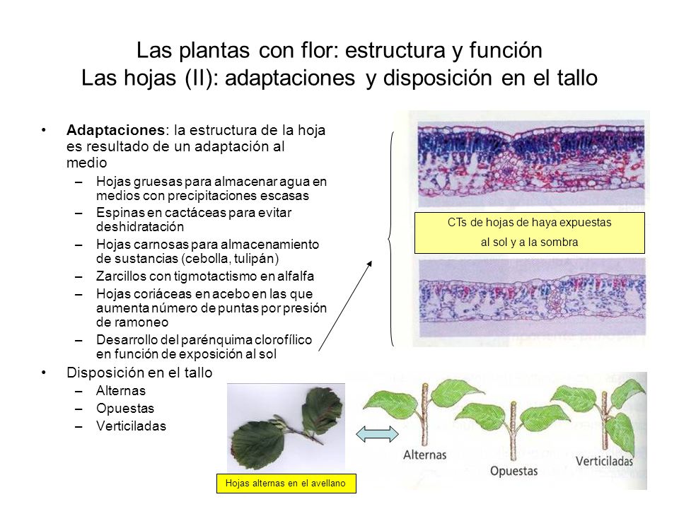 Las plantas con flor: estructura y función Las hojas (II): adaptaciones y disposición en el tallo