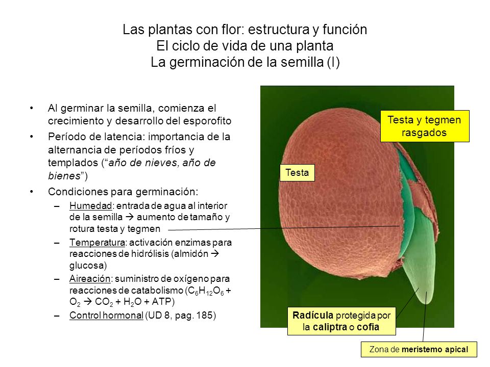 Las plantas con flor: estructura y función El ciclo de vida de una planta La germinación de la semilla (I)
