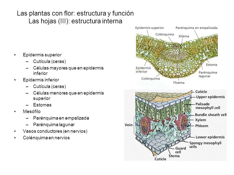 Las plantas con flor: estructura y función Las hojas (III): estructura interna
