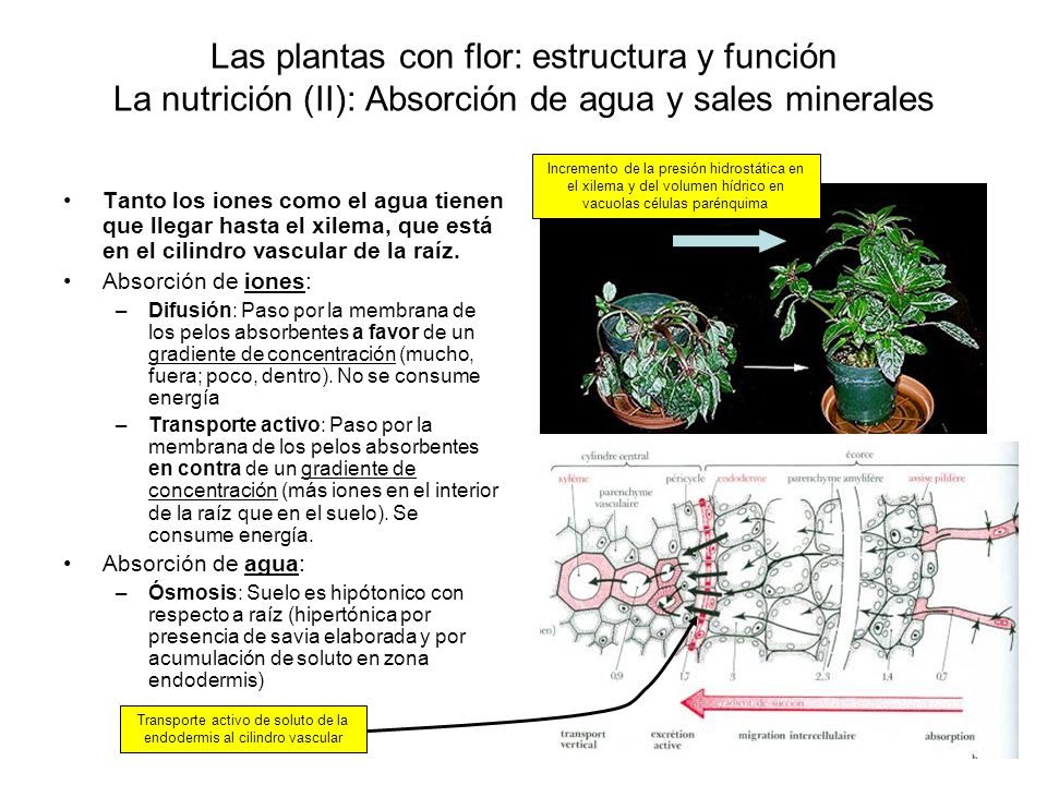 Transporte activo de soluto de la endodermis al cilindro vascular