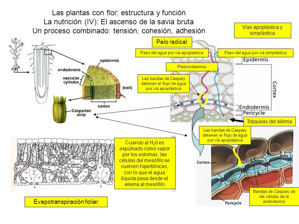 Las plantas con flor: estructura y función La nutrición (IV): El ascenso de la savia bruta Un proceso combinado: tensión, cohesión, adhesión