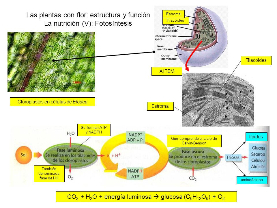 Las plantas con flor: estructura y función La nutrición (V): Fotosíntesis