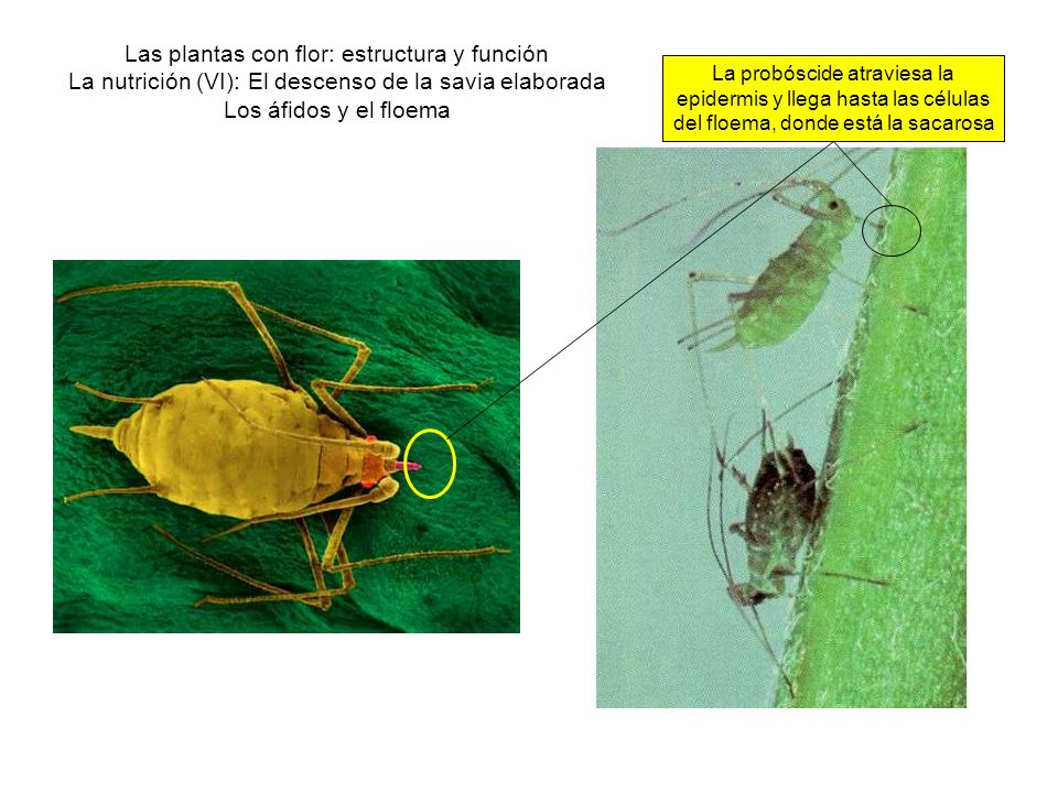 Las plantas con flor: estructura y función La nutrición (VI): El descenso de la savia elaborada Los áfidos y el floema