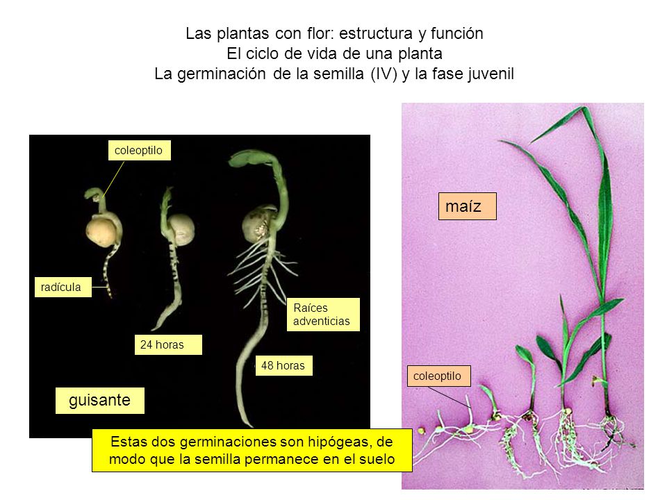 Las plantas con flor: estructura y función El ciclo de vida de una planta La germinación de la semilla (IV) y la fase juvenil