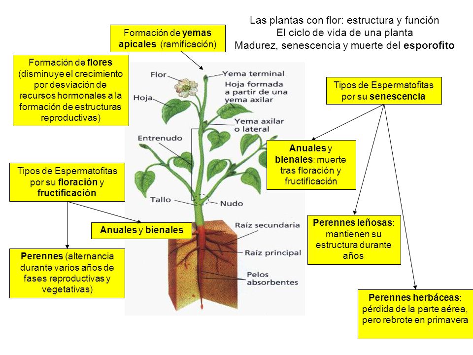 Las plantas con flor: estructura y función El ciclo de vida de una planta Madurez, senescencia y muerte del esporofito