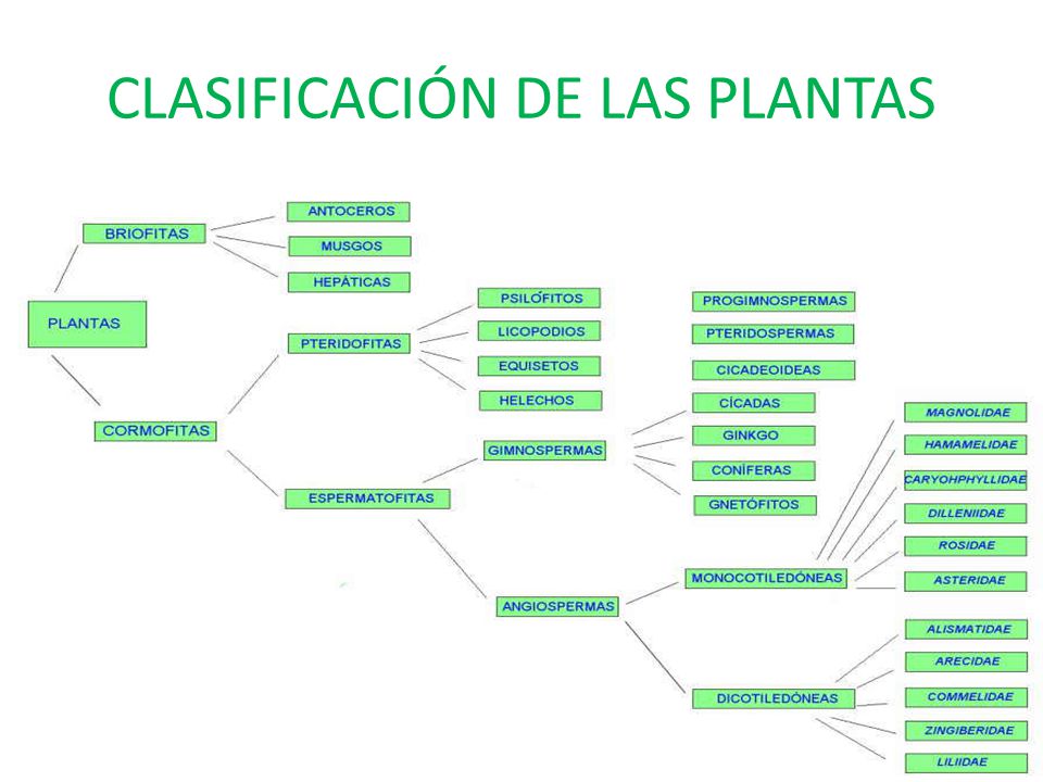 CLASIFICACIÓN DE LAS PLANTAS