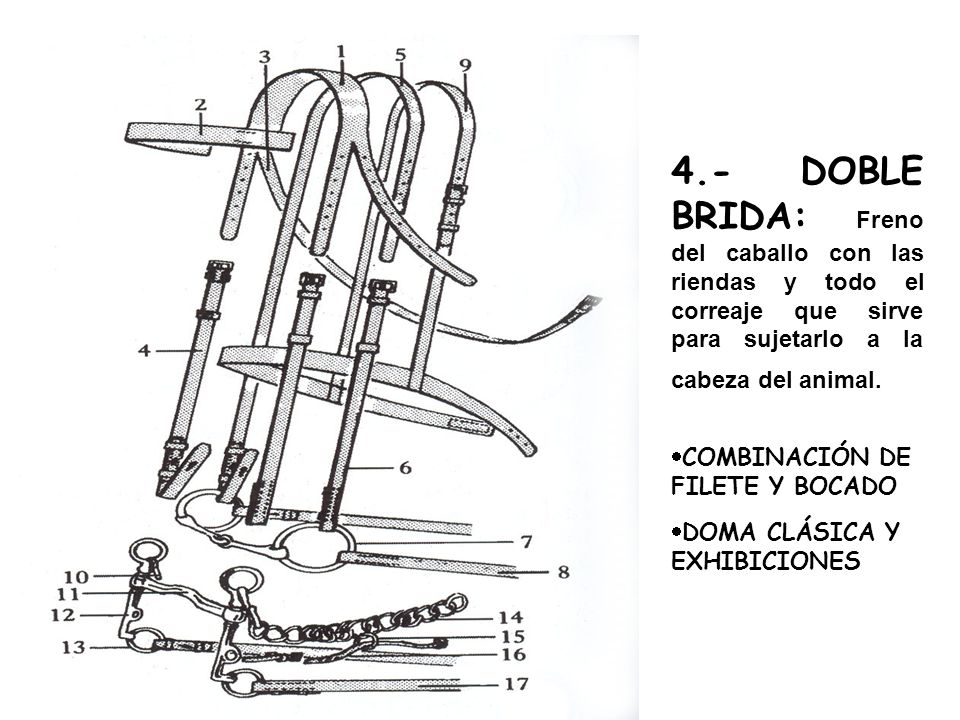 4.- DOBLE BRIDA: Freno del caballo con las riendas y todo el correaje que sirve para sujetarlo a la cabeza del animal.