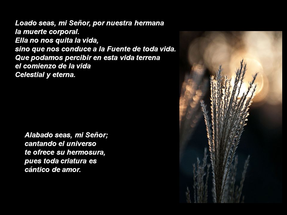 Loado seas, mi Señor, por nuestra hermana