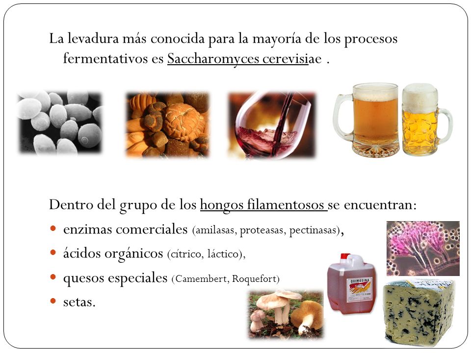 La levadura más conocida para la mayoría de los procesos fermentativos es Saccharomyces cerevisiae .