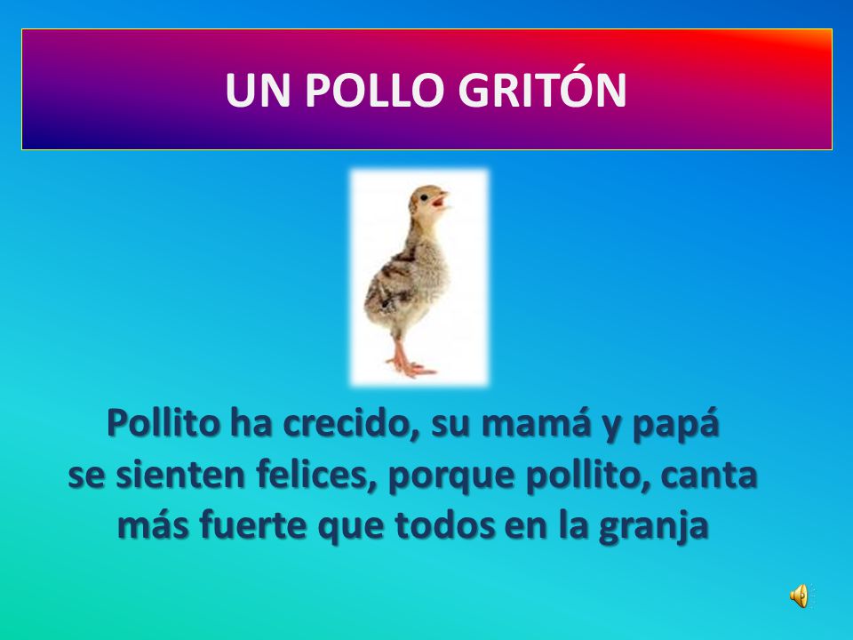 UN POLLO GRITÓN Pollito ha crecido, su mamá y papá