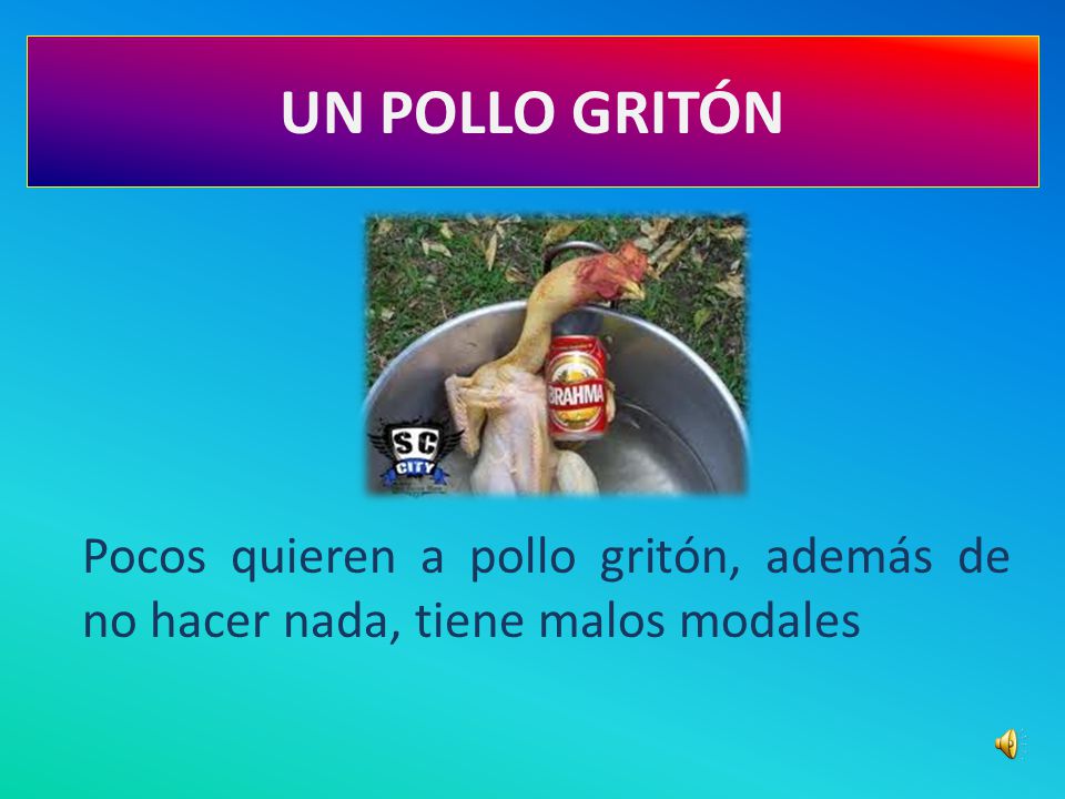 UN POLLO GRITÓN Pocos quieren a pollo gritón, además de no hacer nada, tiene malos modales