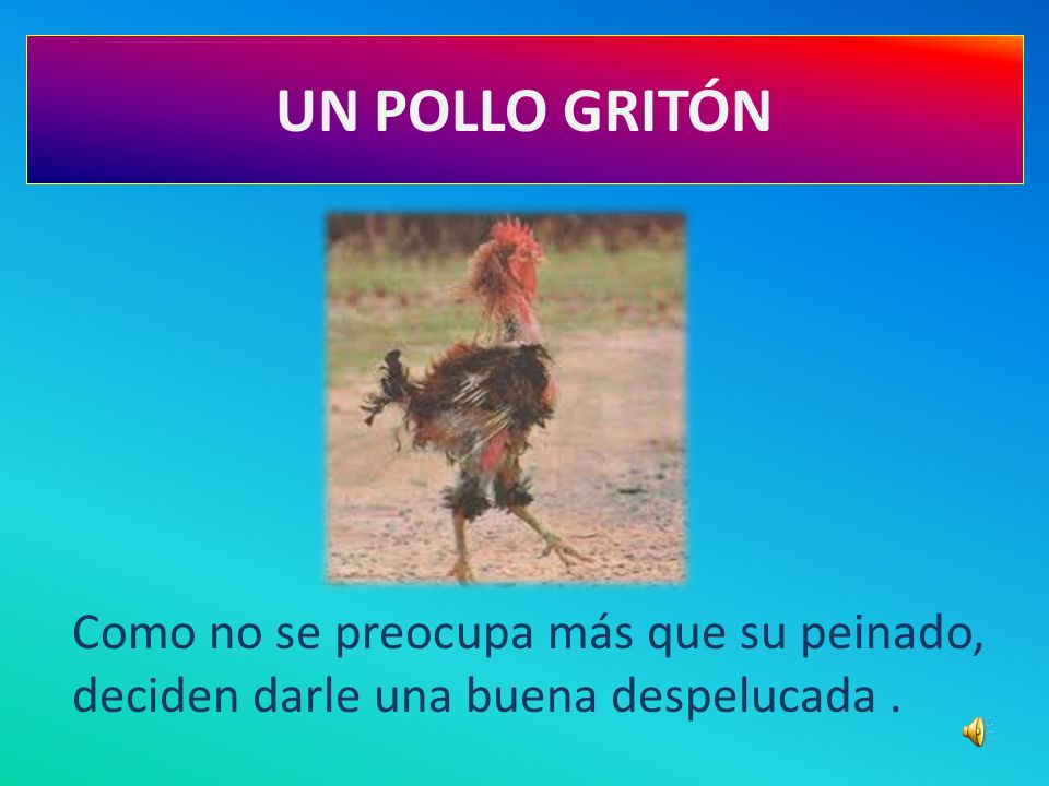 UN POLLO GRITÓN Como no se preocupa más que su peinado, deciden darle una buena despelucada .