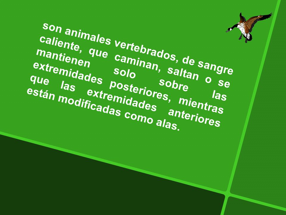 son animales vertebrados, de sangre caliente, que caminan, saltan o se mantienen solo sobre las extremidades posteriores, mientras que las extremidades anteriores están modificadas como alas.