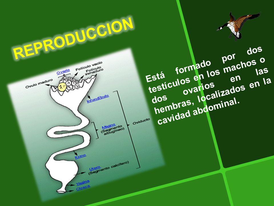 REPRODUCCION Está formado por dos testículos en los machos o dos ovarios en las hembras, localizados en la cavidad abdominal.