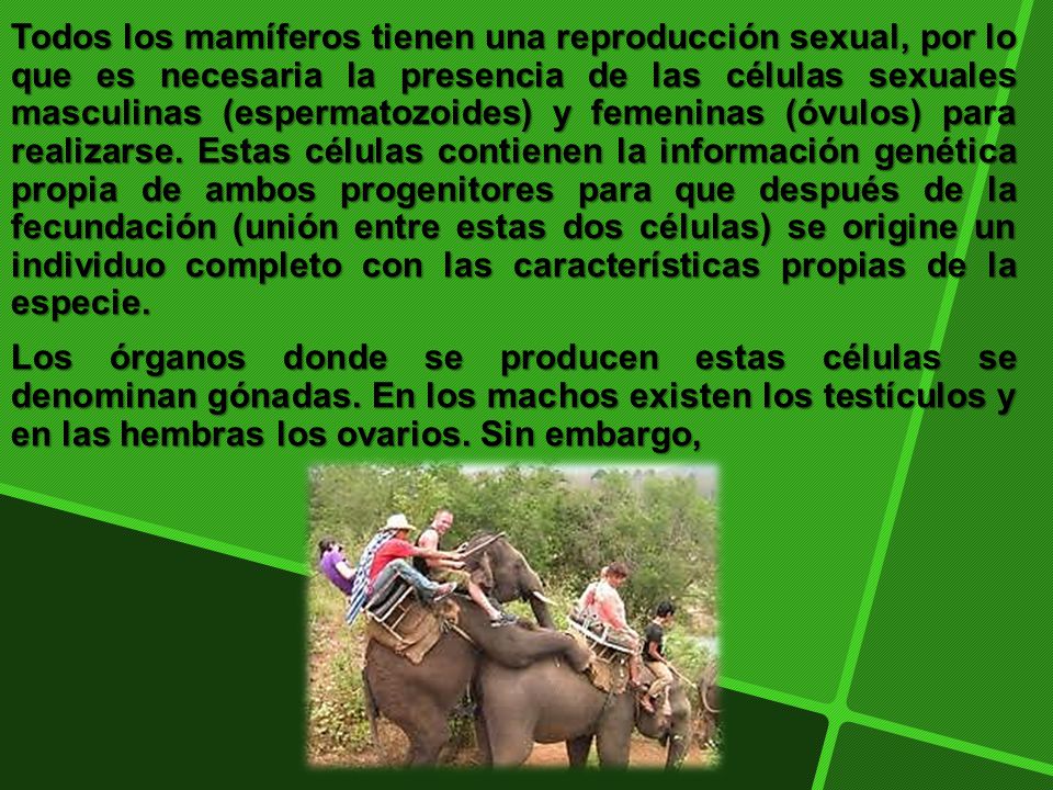 Todos los mamíferos tienen una reproducción sexual, por lo que es necesaria la presencia de las células sexuales masculinas (espermatozoides) y femeninas (óvulos) para realizarse. Estas células contienen la información genética propia de ambos progenitores para que después de la fecundación (unión entre estas dos células) se origine un individuo completo con las características propias de la especie.