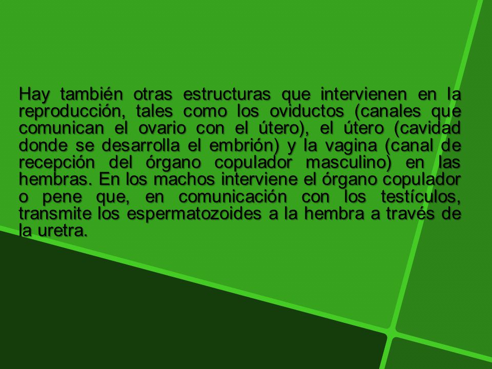 Hay también otras estructuras que intervienen en la reproducción, tales como los oviductos (canales que comunican el ovario con el útero), el útero (cavidad donde se desarrolla el embrión) y la vagina (canal de recepción del órgano copulador masculino) en las hembras.