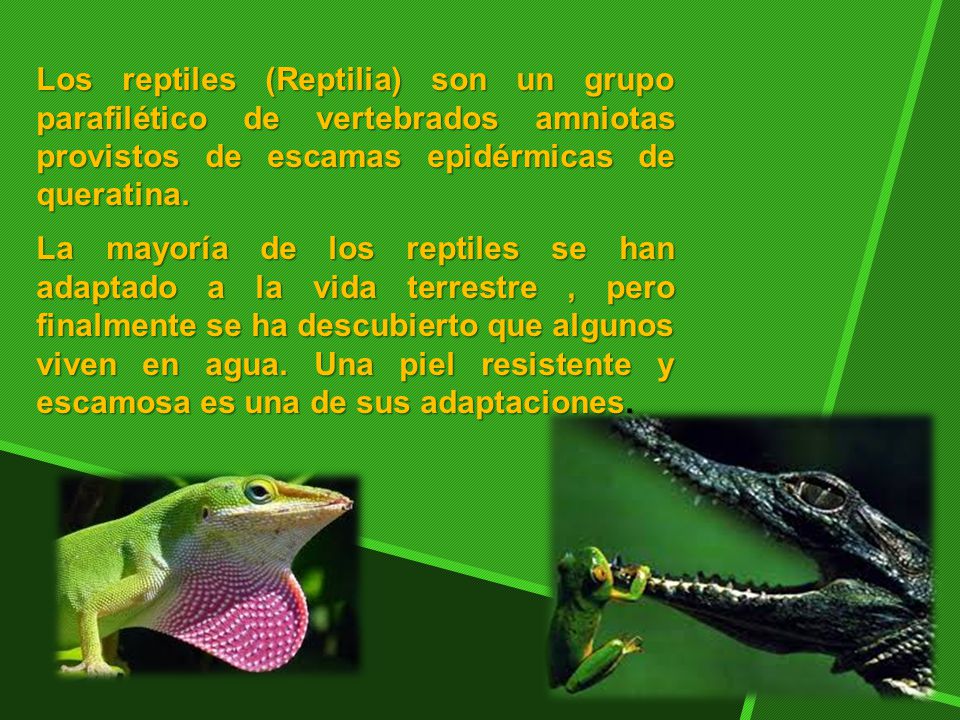 Los reptiles (Reptilia) son un grupo parafilético de vertebrados amniotas provistos de escamas epidérmicas de queratina.
