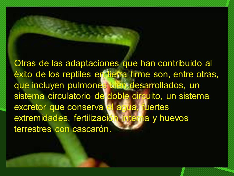 Otras de las adaptaciones que han contribuido al éxito de los reptiles en tierra firme son, entre otras, que incluyen pulmones bien desarrollados, un sistema circulatorio de doble circuito, un sistema excretor que conserva el agua, fuertes extremidades, fertilización interna y huevos terrestres con cascarón.