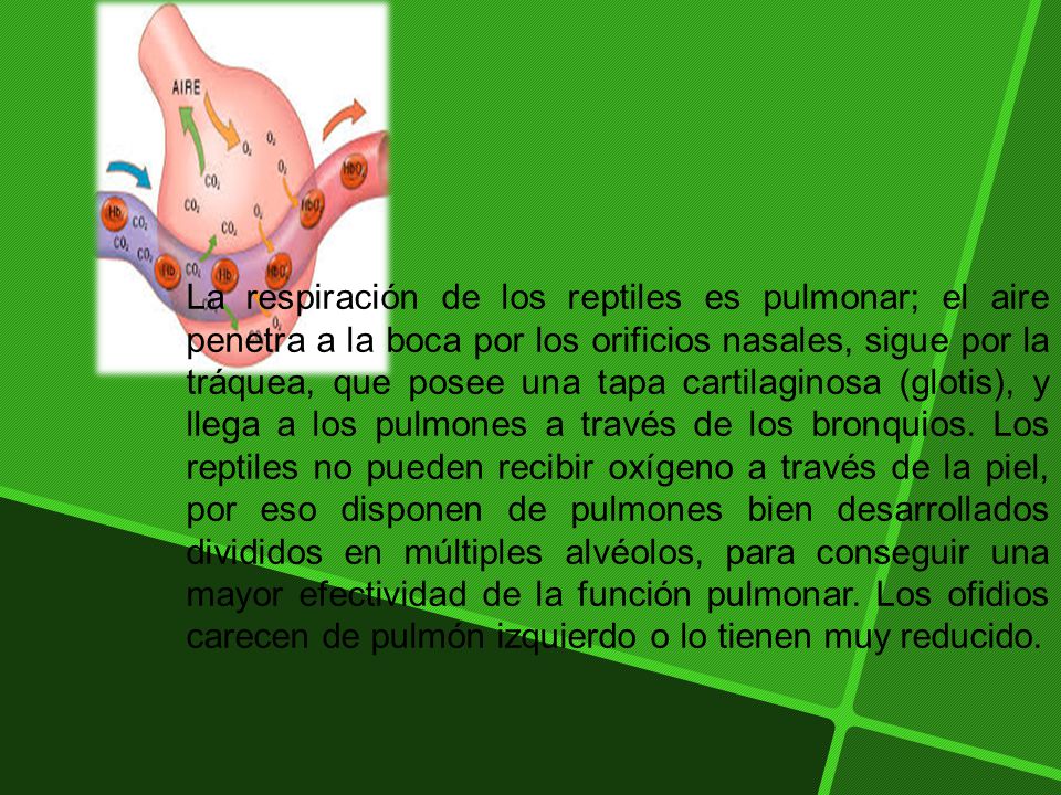 La respiración de los reptiles es pulmonar; el aire penetra a la boca por los orificios nasales, sigue por la tráquea, que posee una tapa cartilaginosa (glotis), y llega a los pulmones a través de los bronquios.