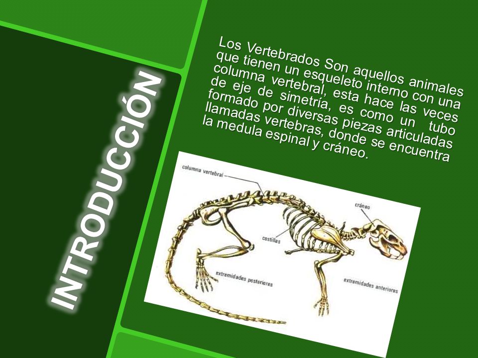 Los Vertebrados Son aquellos animales que tienen un esqueleto interno con una columna vertebral, esta hace las veces de eje de simetría, es como un tubo formado por diversas piezas articuladas llamadas vertebras, donde se encuentra la medula espinal y cráneo.