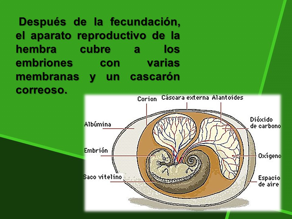 Después de la fecundación, el aparato reproductivo de la hembra cubre a los embriones con varias membranas y un cascarón correoso.