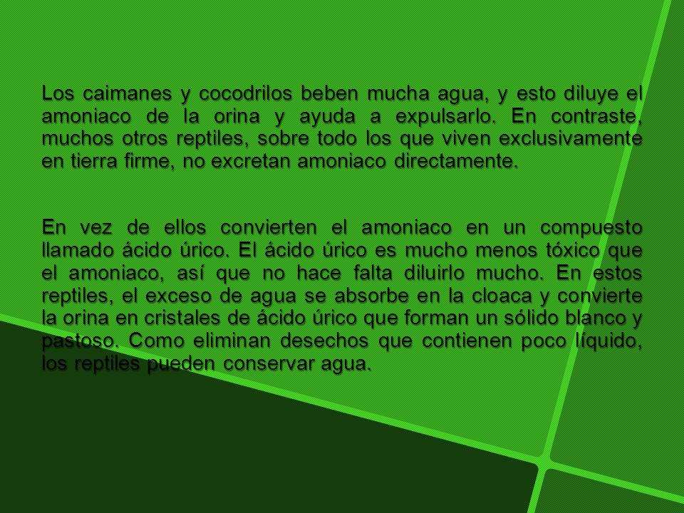 Los caimanes y cocodrilos beben mucha agua, y esto diluye el amoniaco de la orina y ayuda a expulsarlo. En contraste, muchos otros reptiles, sobre todo los que viven exclusivamente en tierra firme, no excretan amoniaco directamente.
