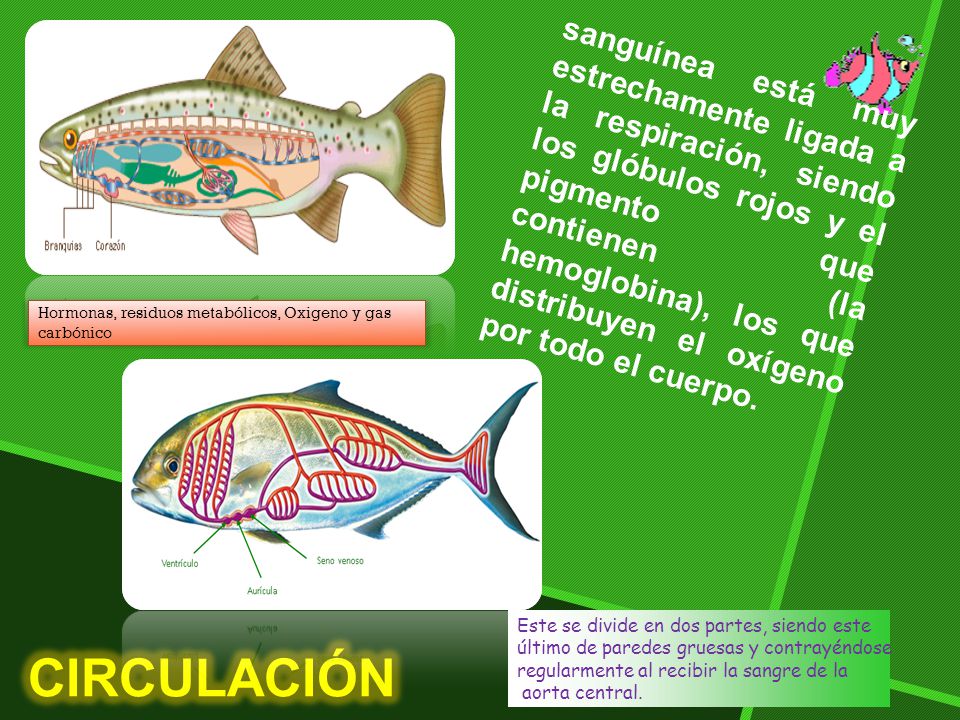 sanguínea está muy estrechamente ligada a la respiración, siendo los glóbulos rojos y el pigmento que contienen (la hemoglobina), los que distribuyen el oxígeno por todo el cuerpo.