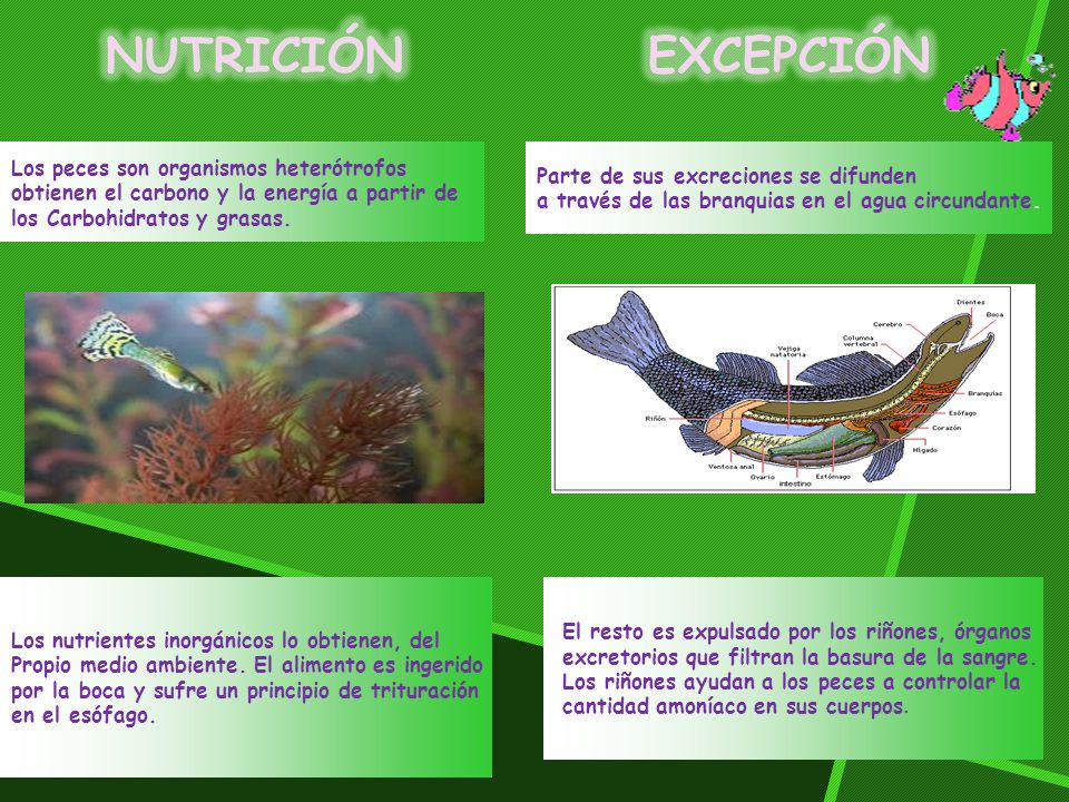 NUTRICIÓN EXCEPCIÓN Los peces son organismos heterótrofos