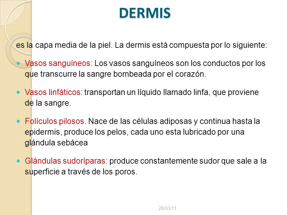 DERMIS es la capa media de la piel. La dermis está compuesta por lo siguiente: