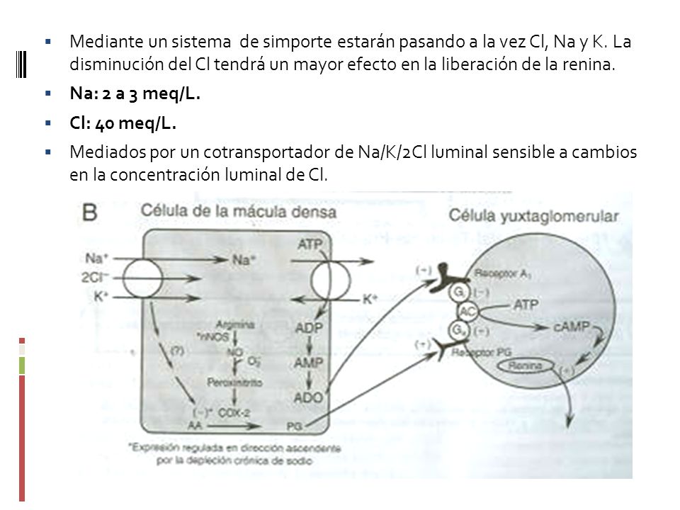 Mediante un sistema de simporte estarán pasando a la vez Cl, Na y K