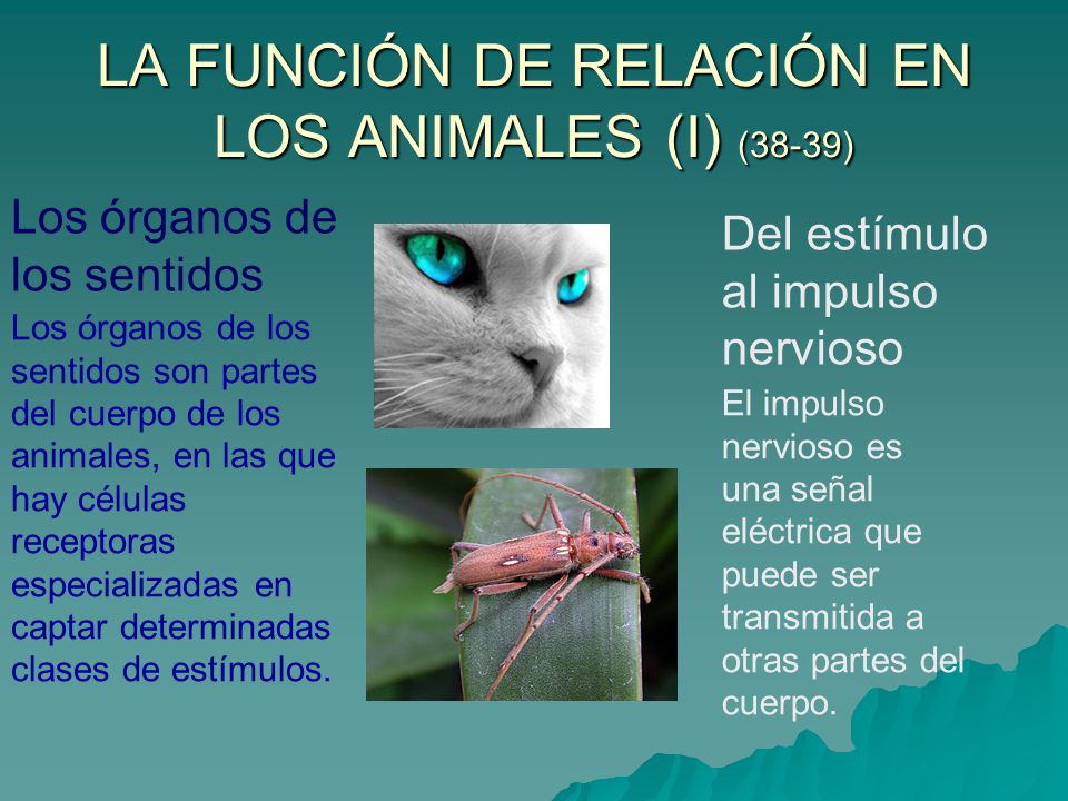 LA FUNCIÓN DE RELACIÓN EN LOS ANIMALES (I) (38-39)