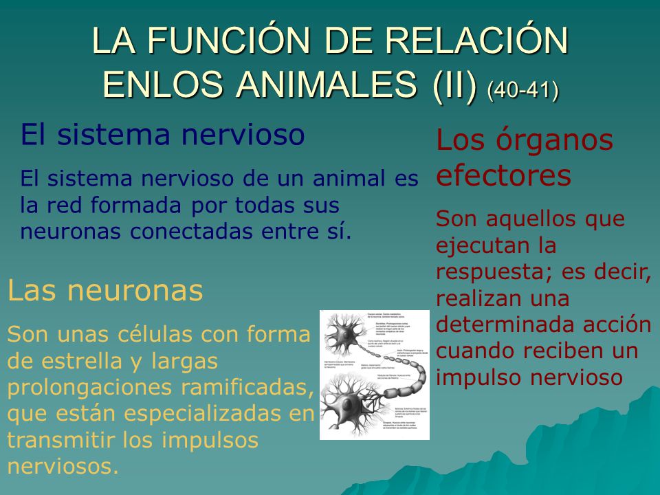 LA FUNCIÓN DE RELACIÓN ENLOS ANIMALES (II) (40-41)