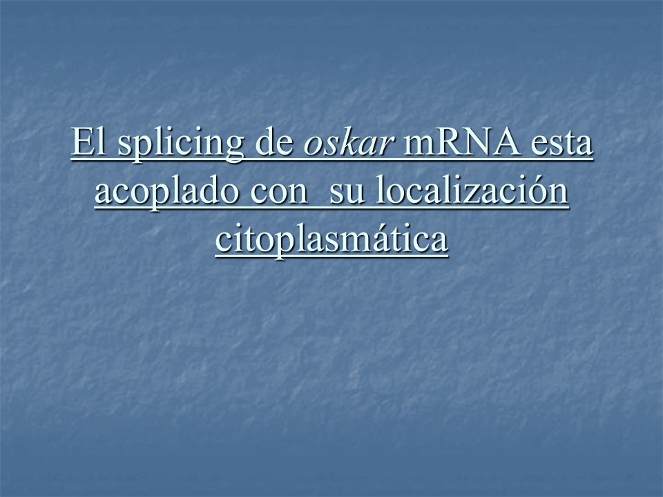 El splicing de oskar mRNA esta acoplado con su localización citoplasmática