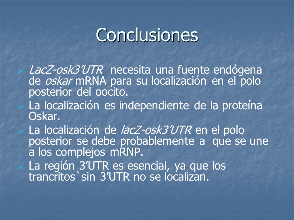 Conclusiones LacZ-osk3’UTR necesita una fuente endógena de oskar mRNA para su localización en el polo posterior del oocito.