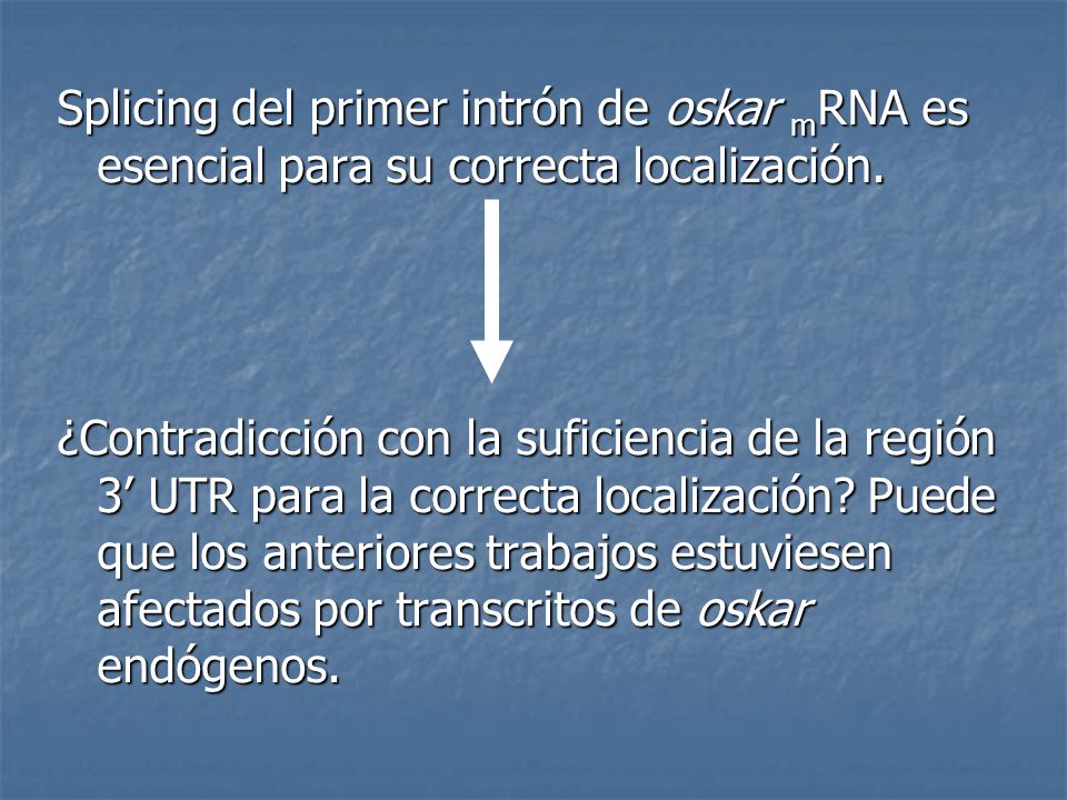 Splicing del primer intrón de oskar mRNA es esencial para su correcta localización.
