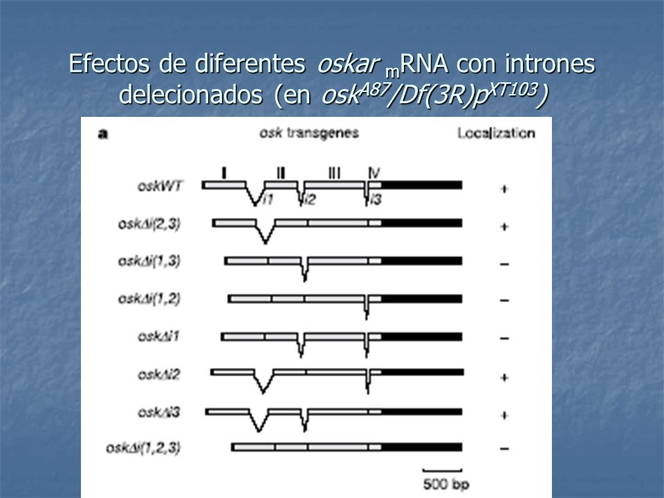 Efectos de diferentes oskar mRNA con intrones delecionados (en oskA87/Df(3R)pXT103)