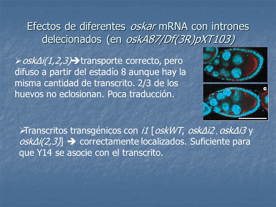 Efectos de diferentes oskar mRNA con intrones delecionados (en oskA87/Df(3R)pXT103)