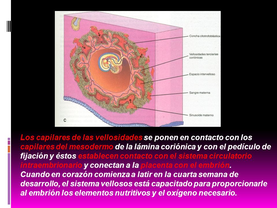 Los capilares de las vellosidades se ponen en contacto con los capilares del mesodermo de la lámina coriónica y con el pedículo de fijación y éstos establecen contacto con el sistema circulatorio intraembrionario y conectan a la placenta con el embrión.