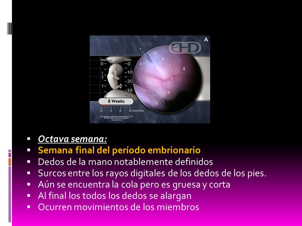 Octava semana: Semana final del período embrionario. Dedos de la mano notablemente definidos.