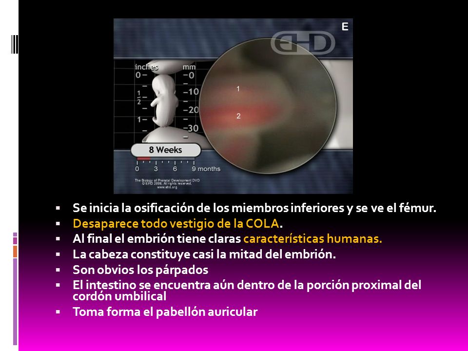 Se inicia la osificación de los miembros inferiores y se ve el fémur.
