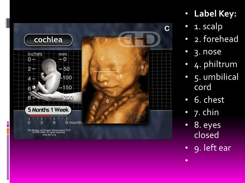 Label Key: 1. scalp. 2. forehead. 3. nose. 4. philtrum. 5. umbilical cord. 6. chest. 7. chin.