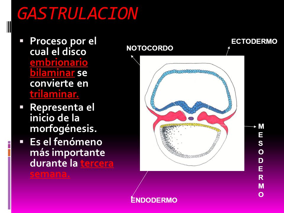 GASTRULACION Proceso por el cual el disco embrionario bilaminar se convierte en trilaminar. Representa el inicio de la morfogénesis.
