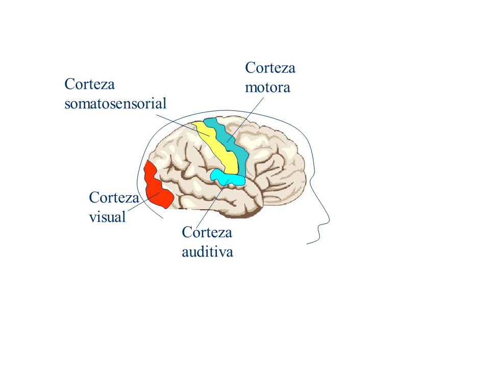Corteza motora Corteza somatosensorial Corteza visual Corteza auditiva