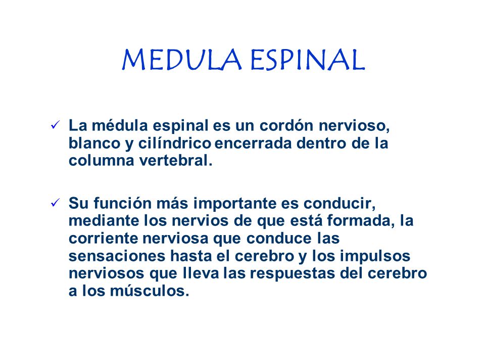 MEDULA ESPINAL La médula espinal es un cordón nervioso, blanco y cilíndrico encerrada dentro de la columna vertebral.