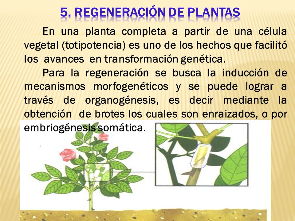 VIRUS DE PLANTAS E INGENIERÍA GENETICA - ppt video online descargar