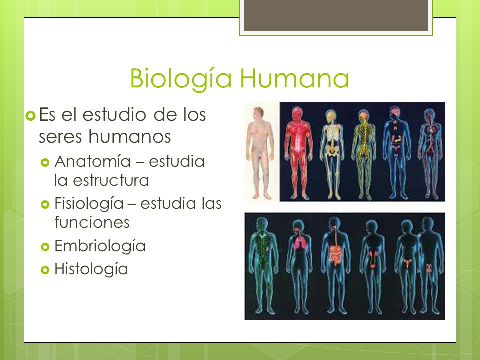 Biología Humana Es el estudio de los seres humanos