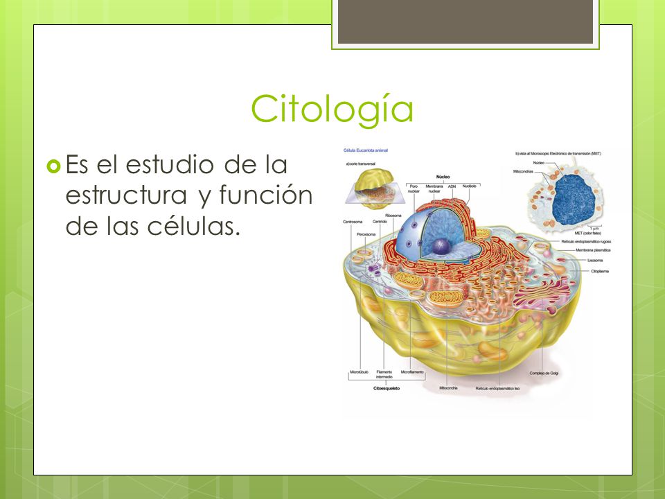 Citología Es el estudio de la estructura y función de las células.