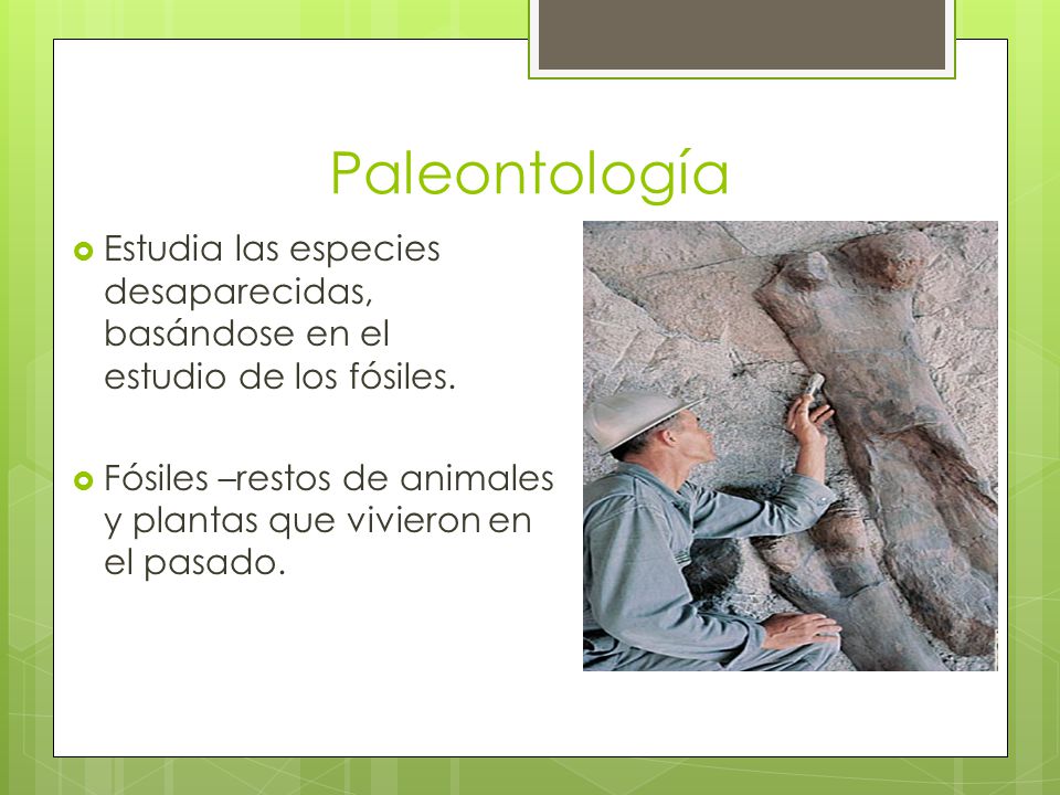 Paleontología Estudia las especies desaparecidas, basándose en el estudio de los fósiles.